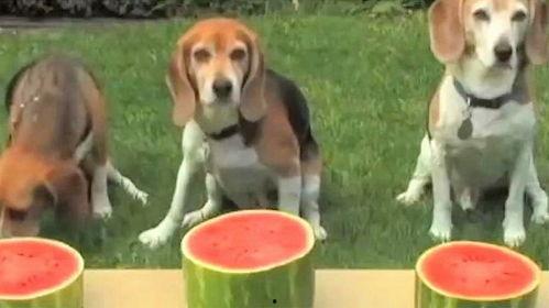 吃瓜群众的狗子,萌宠界的“网红”传奇