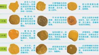 为什么吃瓜大便成形