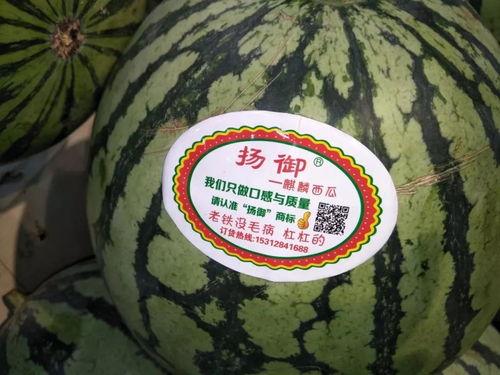 关于吃瓜的主题,揭秘吃瓜群众的美食之旅