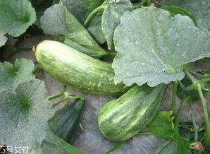 解暑瓜怎么吃,解暑瓜的多样食法探索