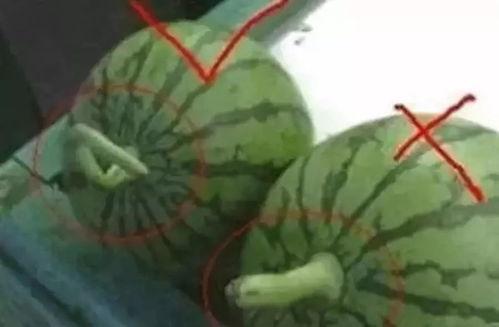 吃瓜群众评西瓜,酸甜滋味，夏日清凉