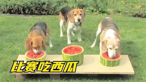 吃瓜狗的图片,揭秘宠物界的“吃瓜群众”