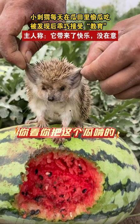 刺猬偷瓜吃,一场趣味横生的田园趣事